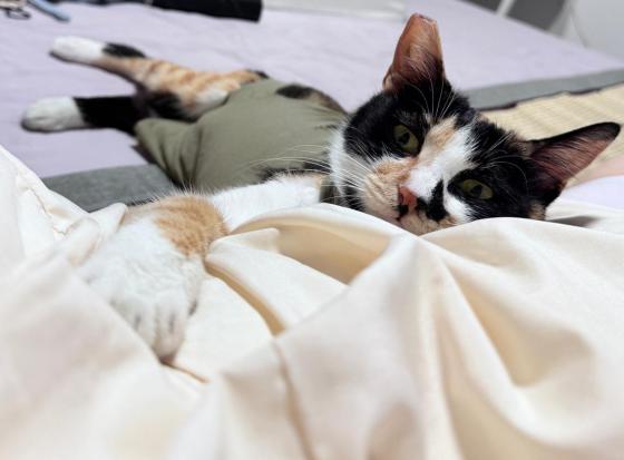 猫咪·田园·三花