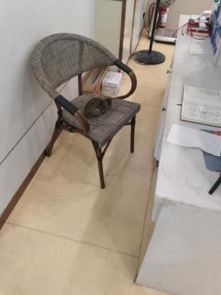 猫咪·狸花猫·小梨花