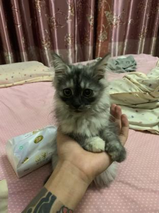 猫咪·缅因·元宝