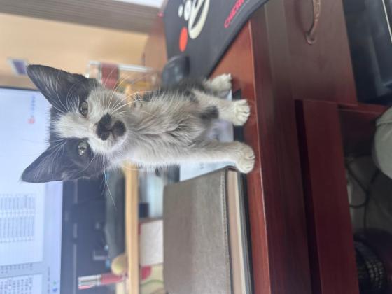 猫咪·奶牛猫·未取名