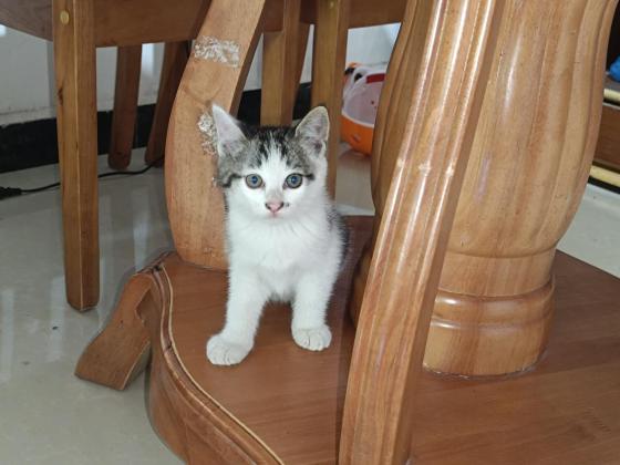 猫咪·布偶与银渐层串串·布偶与银渐层混合的小肉串