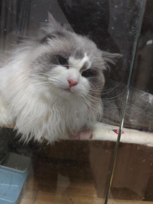猫咪·布偶·泡泡