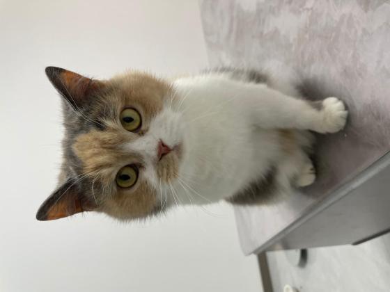 猫咪·三花·福福
