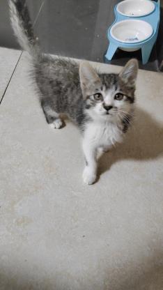 猫咪·狸花·图图