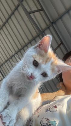 猫咪·田园猫·无