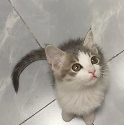 猫咪·蓝白·十七