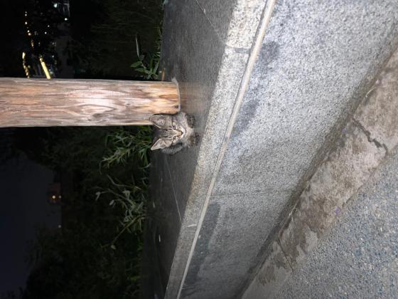 猫咪·狸花猫·无