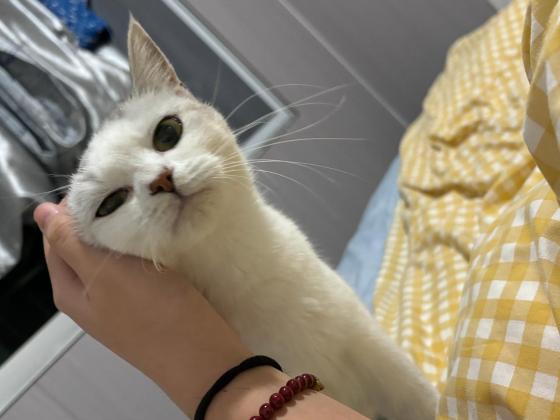 猫咪·银渐层·灰灰