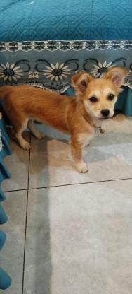 狗狗·柴犬串串·财财