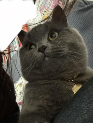 猫咪·蓝猫·伍万
