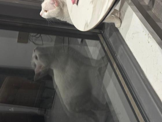 猫咪·白猫·三月