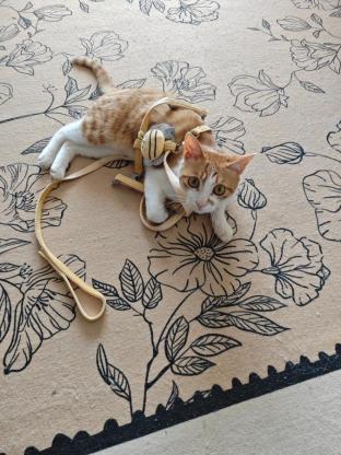 猫咪·橘白·大壮