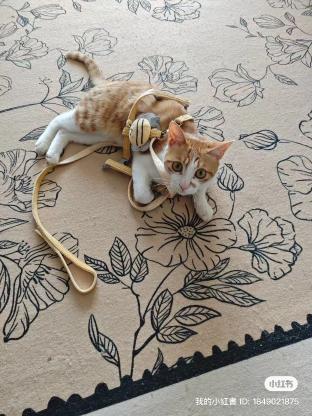 猫咪·橘猫·Margo