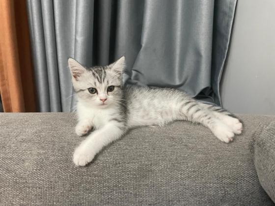 猫咪·虎斑·小咪