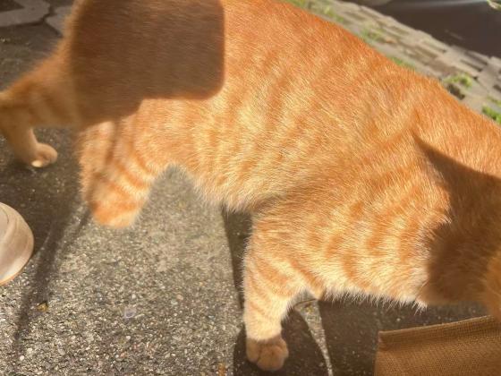 猫咪·橘猫·未知
