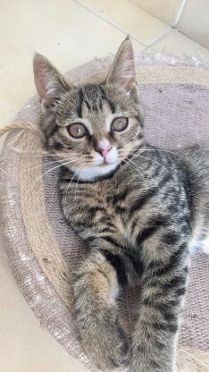 猫咪·狸花·狸花