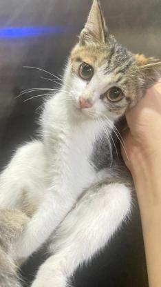 猫咪·三花·三花