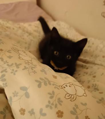 猫咪·黑猫·罐头