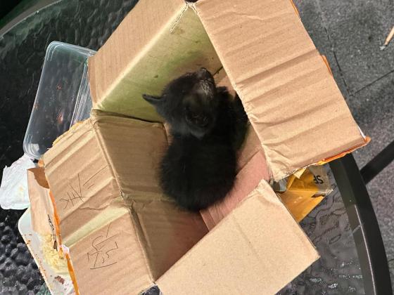 猫咪·田园猫·酸奶