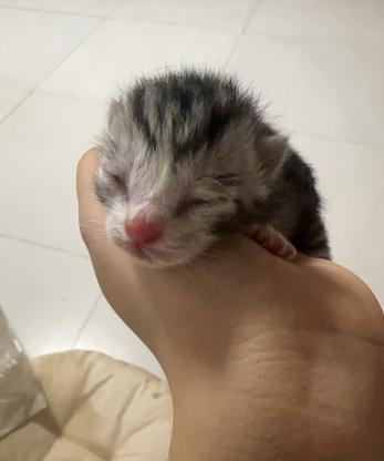 猫咪·布偶狸花串串·猫猫