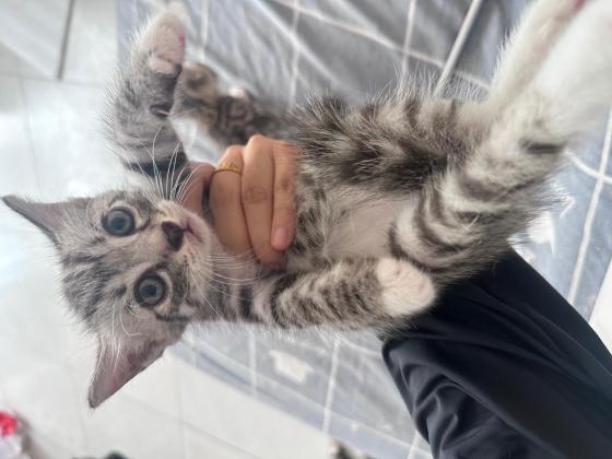 猫咪·虎斑·猫咪