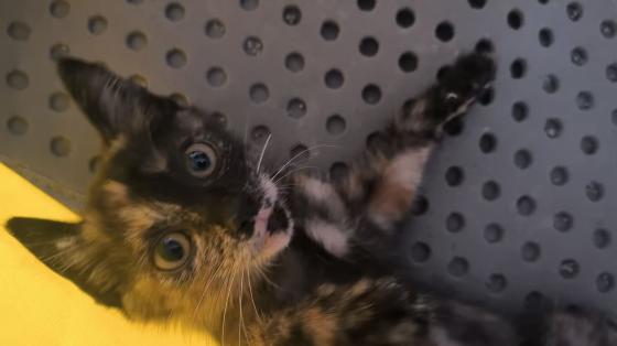 猫咪·田园玳瑁·刺泡儿