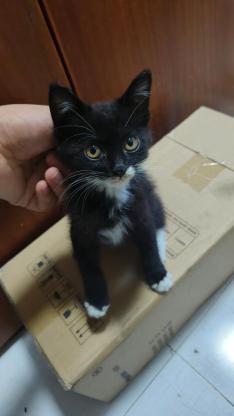 猫咪·奶牛猫·幸运