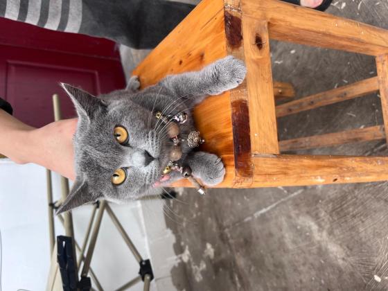 猫咪·蓝猫·团子
