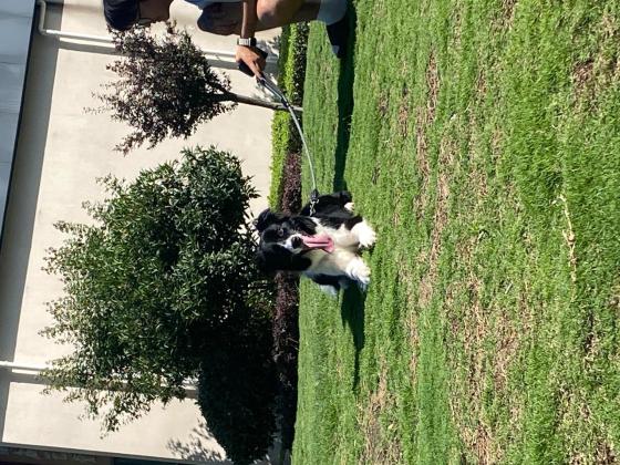 狗狗·边牧·豆豆