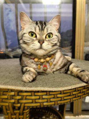 猫咪·美短虎斑·崽崽