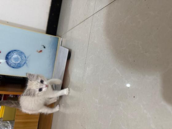 猫咪·布偶·音音