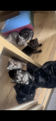 猫咪·虎斑，银渐·未取