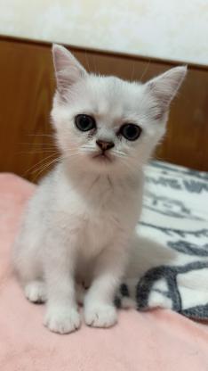 猫咪·银渐层·主人取