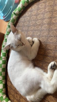 猫咪·银渐层·圆满