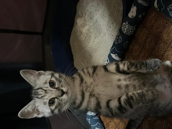 猫咪·美短·鱼仔