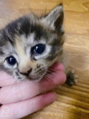 猫咪·两只狸花两只黑猫·小黄小黑