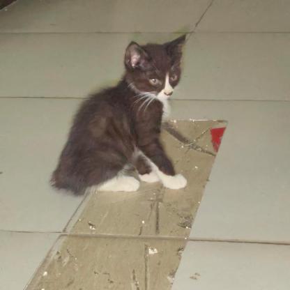 猫咪·中华田园猫·无