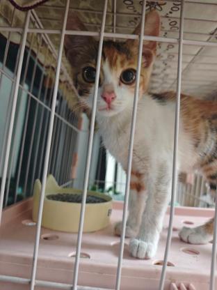 猫咪·三花·未取