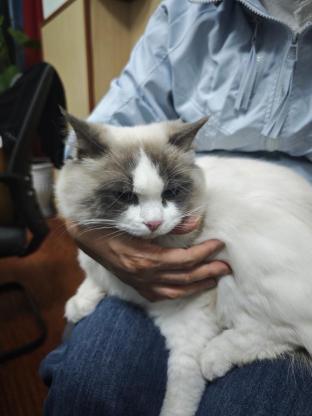 猫咪·布偶·团团