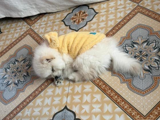 狗狗·博美·饺饺