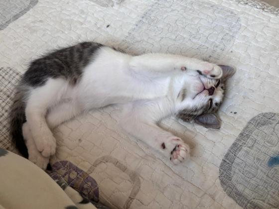 猫咪·狸花猫·奶糖