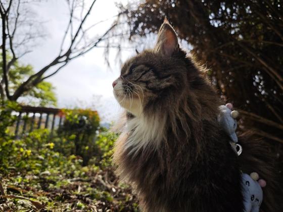 猫咪·西伯利亚森林猫·来财