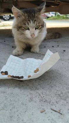 猫咪·有可能是三花猫 也有可能是梨花混布偶·咪咪