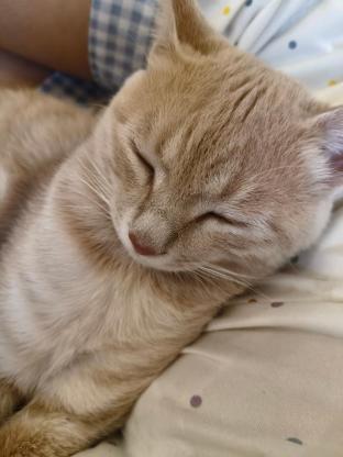 猫咪·狸猫·咪咪