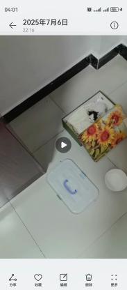 猫咪·黑白小土猫·没名字