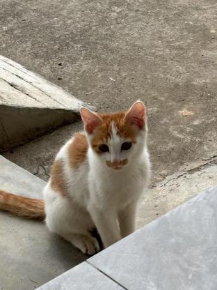 猫咪·橘白·汤圆