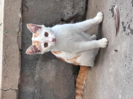 猫咪·中华田园猫·流浪猫
