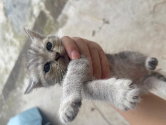猫咪·猫·无
