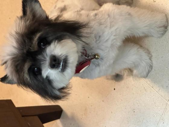 狗狗·雪纳瑞串串·汤圆