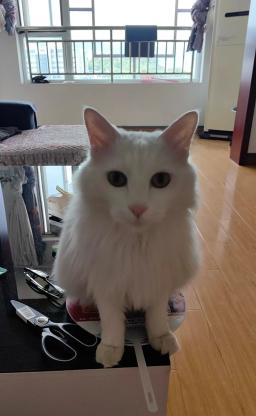 猫咪·狮子猫、田园猫·猫猫、罐罐